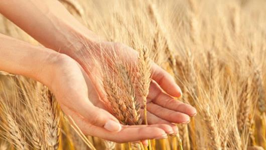 پیشبینی کاهش شدید مواد مغذی در جنوب آسیا، خاورمیانه و آفریقا