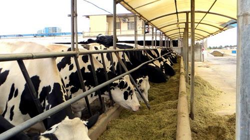 اعمال سختگیرانه ترین استانداردها برای کنترل میزان آفلاتوکسین معاون بهداشتی و پیشگیری سازمان دامپزشکی ایران اعلام کرد: