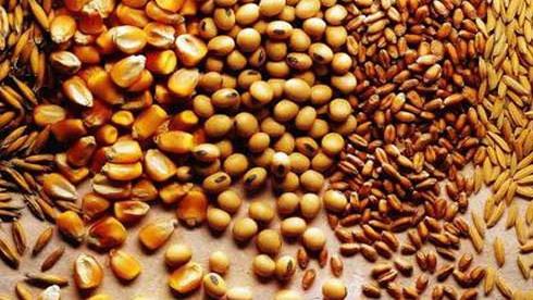 حد مجاز آفلاتوکسین خوراک دام تعیین شد