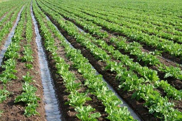 یک مقام مسئول خبر داد؛ پیش بینی تولید ۷ میلیون تن چغندرقند در سال زراعی جاری