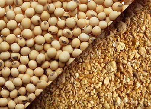 رئیس اتحادیه بنکداران مواد غذایی  افزایش 200 درصدی قیمت سویای وارداتی با ارز 4200 تومانی