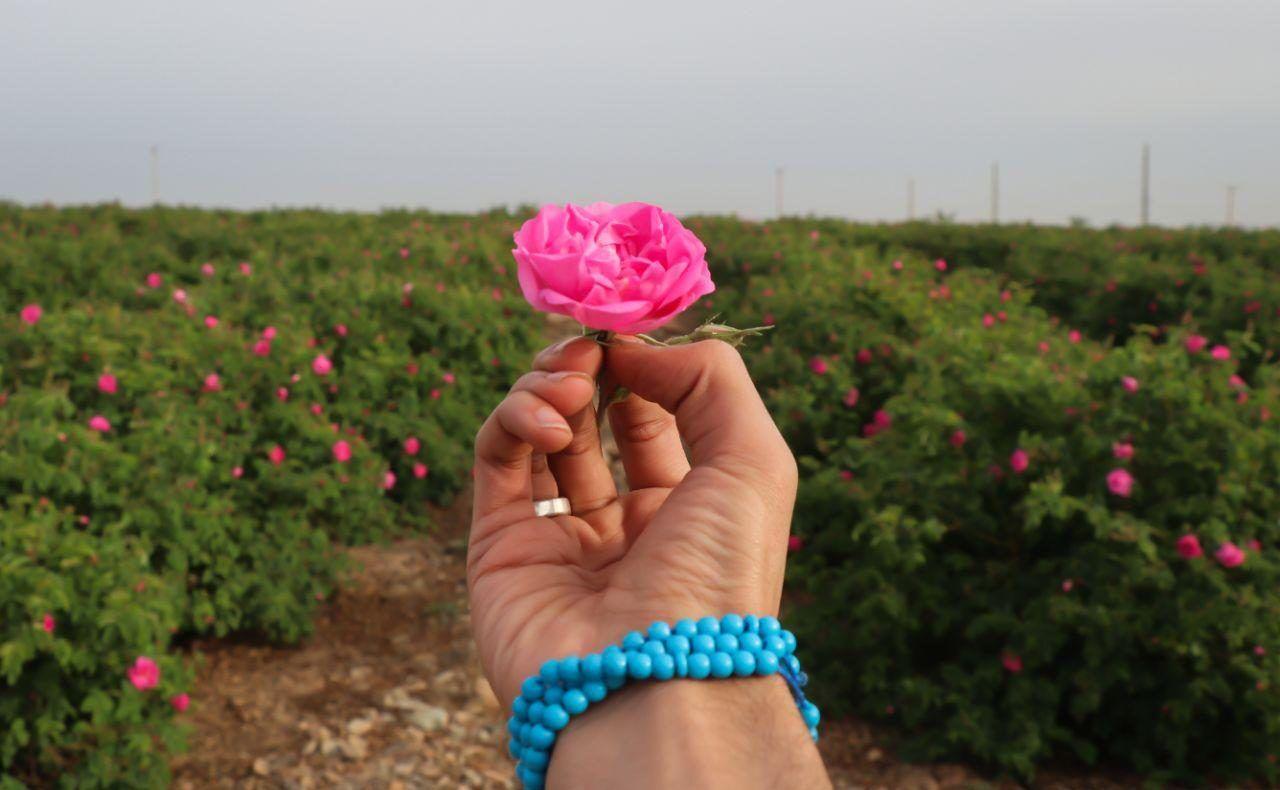 ایران پارسال رتبه نخست صادرات اسانس گل محمدی کسب کرد دبیر همایش بین‌المللی گل محمدی: