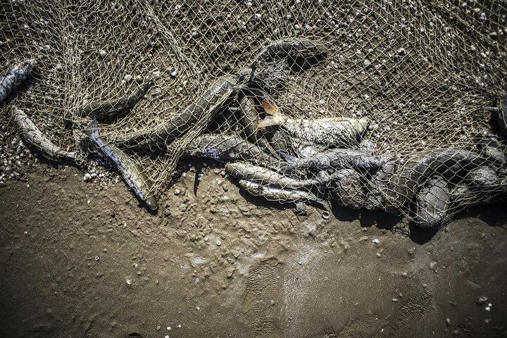 بیم و امید تداوم صیادی در خزر وابستگی ۹۰ درصدی