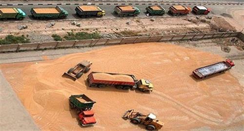   ۴ برابر شدن صادرات گندم هند در بحبوحه افزایش قیمت جهانی
