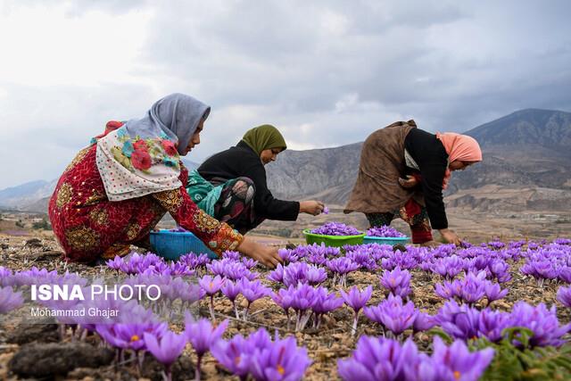 بیم و امیدها با شروع فصل برداشت گل زعفران ایجاد زنجیره تولید با دانشبنیانها