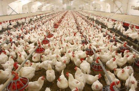 ساماندهی صف تقاضای جوجه یکروزه  گله مرغداران از کیفیت پایین ذرت‌ها
