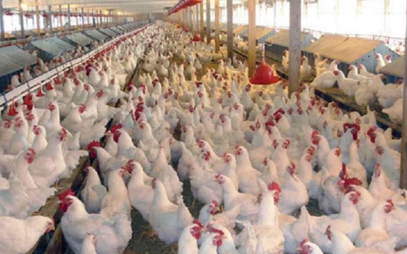 مرغداران خواهان افزایش قیمت مرغ شدند 