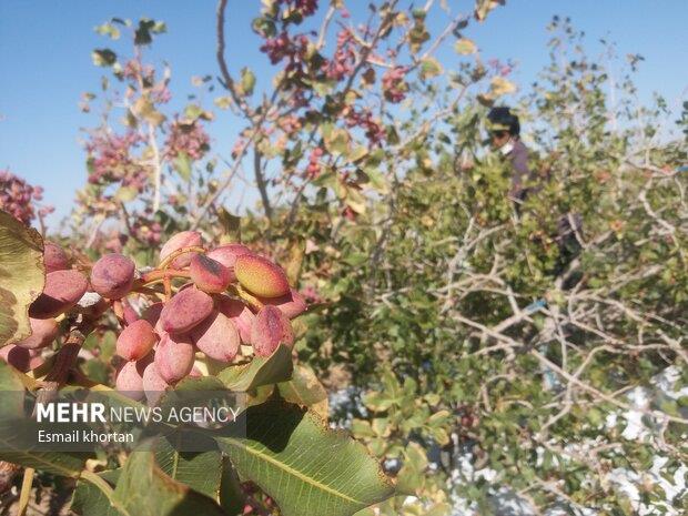 عدهای خواستار خشکاندن باغات پسته رفسنجان شدهاند