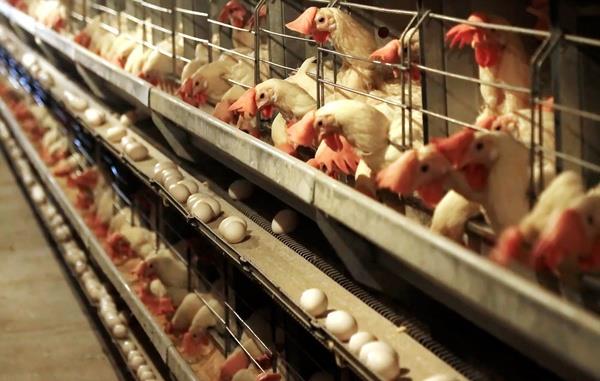 واردات ۲۵ میلیون تخممرغ نطفهدار گوشتی تحویل تخممرغ وارداتی با نرخ ترجیحی است