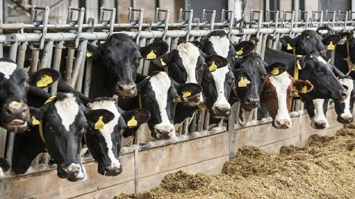 فاجعه کشتار داممولد خراسانرضوی اوج گرفته است