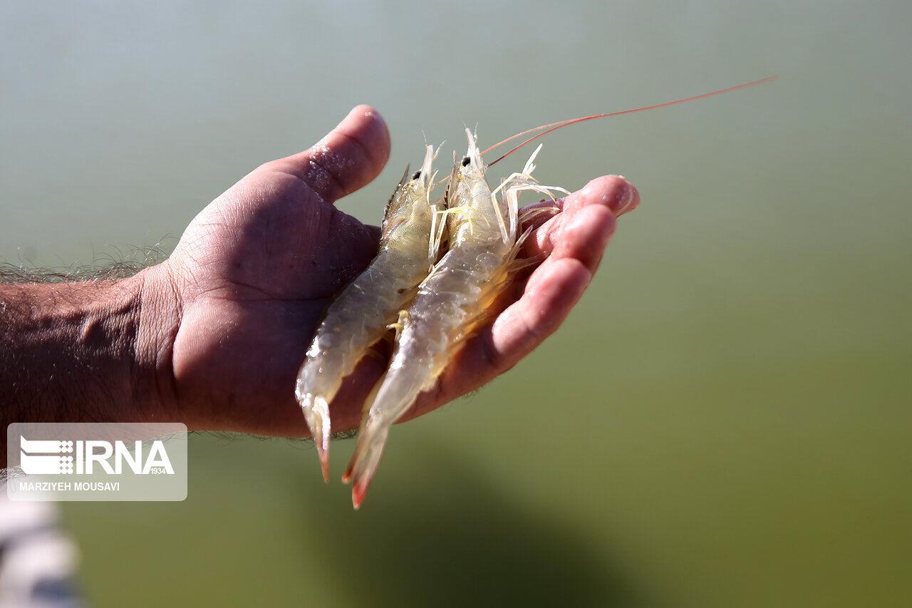 توسعه صنعت ارزآور و اشتغالزای میگو در گلستان، نیازمند سرمایهگذاری