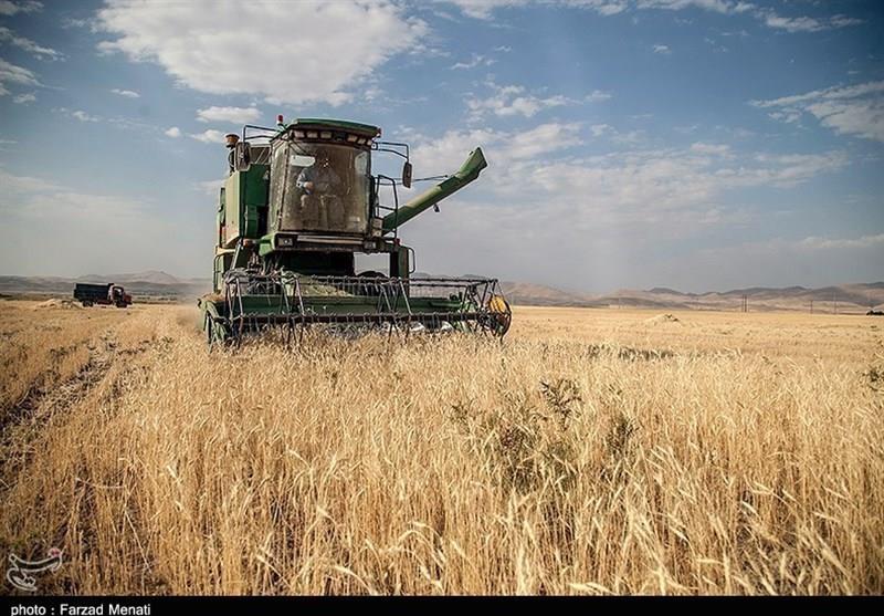قیمت گندم در آمریکا به بالاترین رقم طی ۹ سال گذشته رسید