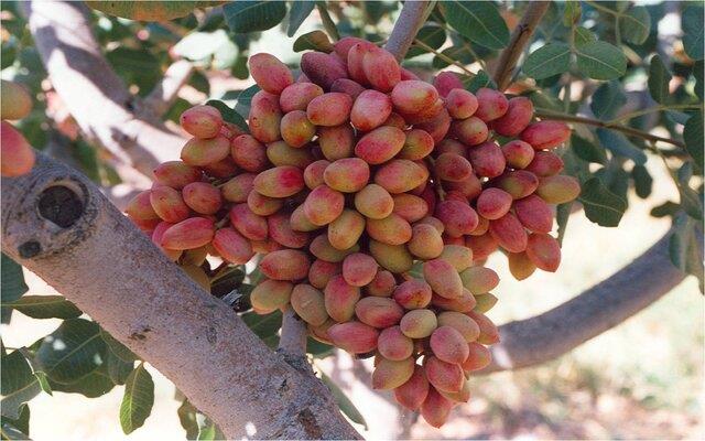 پیش بینی کشت ۳۶۰هکتار باغات پسته در همدان 