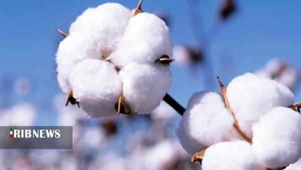 تولید ۷۰۰ تُن بذر پنبه برای کشت سال آینده