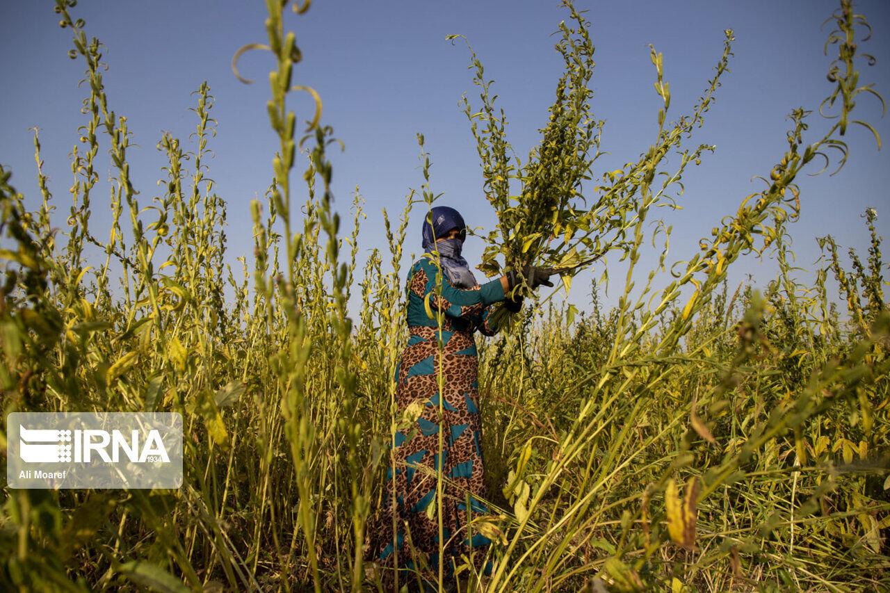 ۱۴هزار و ۵۰۰ تن دانه روغنی کنجد از مزارع خوزستان برداشت شد