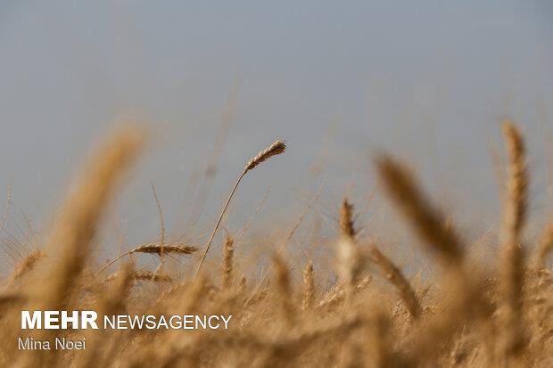 فعالیت شبکه مراقبت گندم در ۲۰ روستای شهرستان نمین