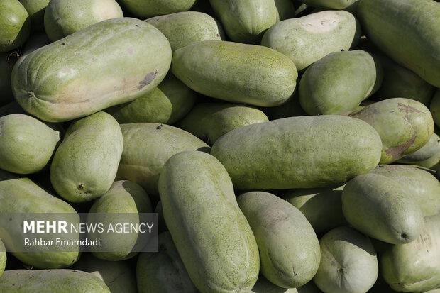 ۱۶۶ هزار تن هندوانه برای شب یلدا به بازار عرضه می شود