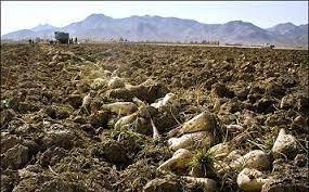 برداشت ۳۵ هزار تن چغندر قند از مزارع شهرستان فامنین