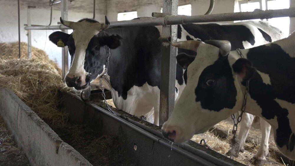 تامین نهادههای دامی دامداران از طریق دامدار کارت