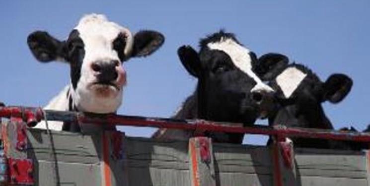 خرید حمایتی ۶ هزار رأس دام روستایی در کرمانشاه