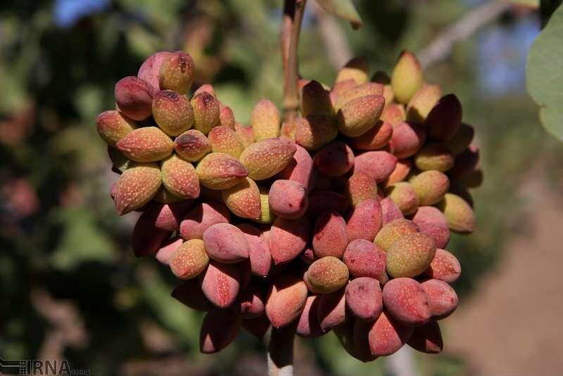 ارزآوری ۵۳۳ میلیون دلاری صادرات پسته ایران در هفت ماهه ۱۴۰۰