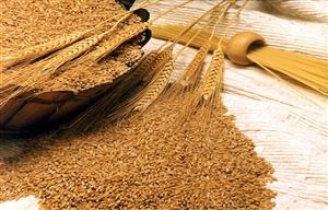 «اگری‌مانی» از نوسانات قیمت مواد غذایی گزارش داد کاهش دوباره قیمت گندم در بازار جهانی