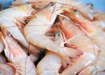  بررسی وضعیت تکثیر و پرورش میگو در هرمزگان