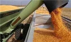 سخنگوی خرید تضمینی گندم : خرید تضمینی گندم از یک میلیون و 100 هزار تن گذشت