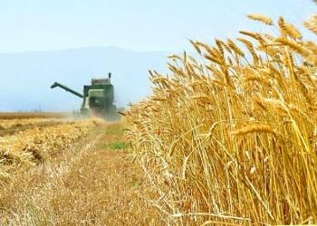 تیرخلاص به صنایع غذایی با افزایش تعرفه واردات گندم عضو هیات مدیره انجمن صنفی صنایع گلوکز و نشاسته اعلام کرد: