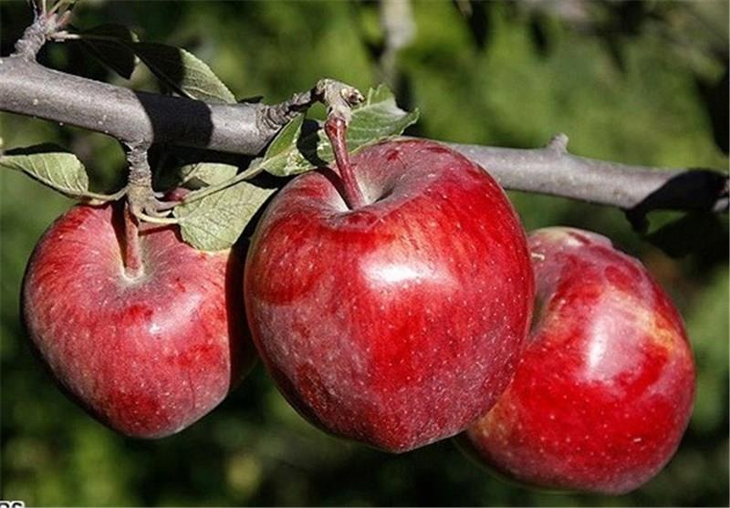 رئیس هیات مدیره اتحادیه محصولات کشاورزی ایران 1.5 میلیون تن سیب در معرض فساد