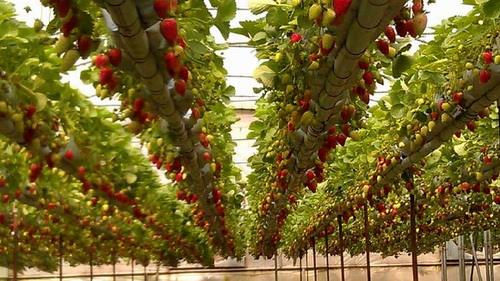  متقاضیان احداث واحدهای گلخانه ای وام کم بهره می گیرند