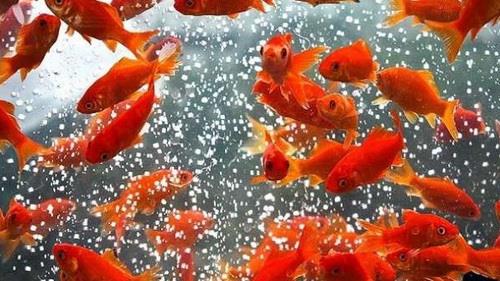 توصیههای دامپزشکی برای خرید و نگهداری ماهی قرمز