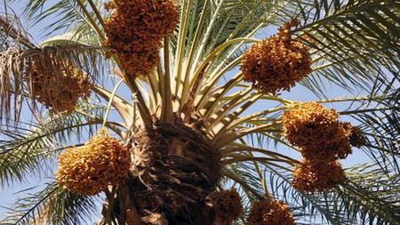 با هدف تنظیم بازار ماه رمضان صادرات خرما ممنوع شد