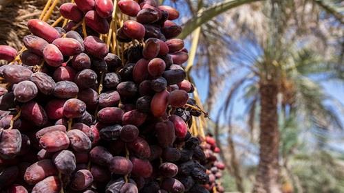 عضو هیات رئیسه انجمن ملی خرمای ایران:  وضع عوارض بر صادرات خرما به ضرر تولیدکنندگان داخلی تمام می شود