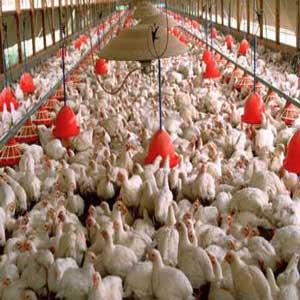 میزان فلزات سنگین هیچ یک از نمونه‌های مرغداریهای مورد آزمون بالاتر از حد مجاز نیست 